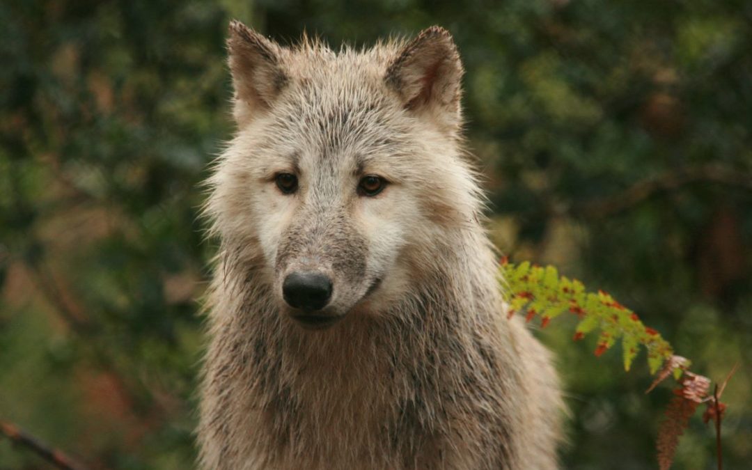In Pack We Trust !