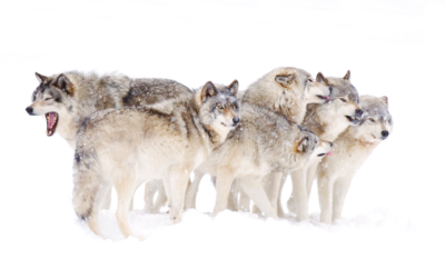10 règles de survie du loup : à appliquer sans modération!