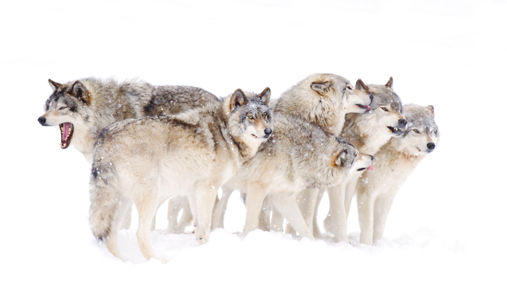 10 règles de survie du loup : à appliquer sans modération!