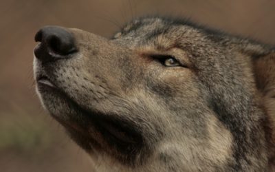 Des loups et des animaux captifs en général, et des loups du Parc Argonne Découverte en particulier