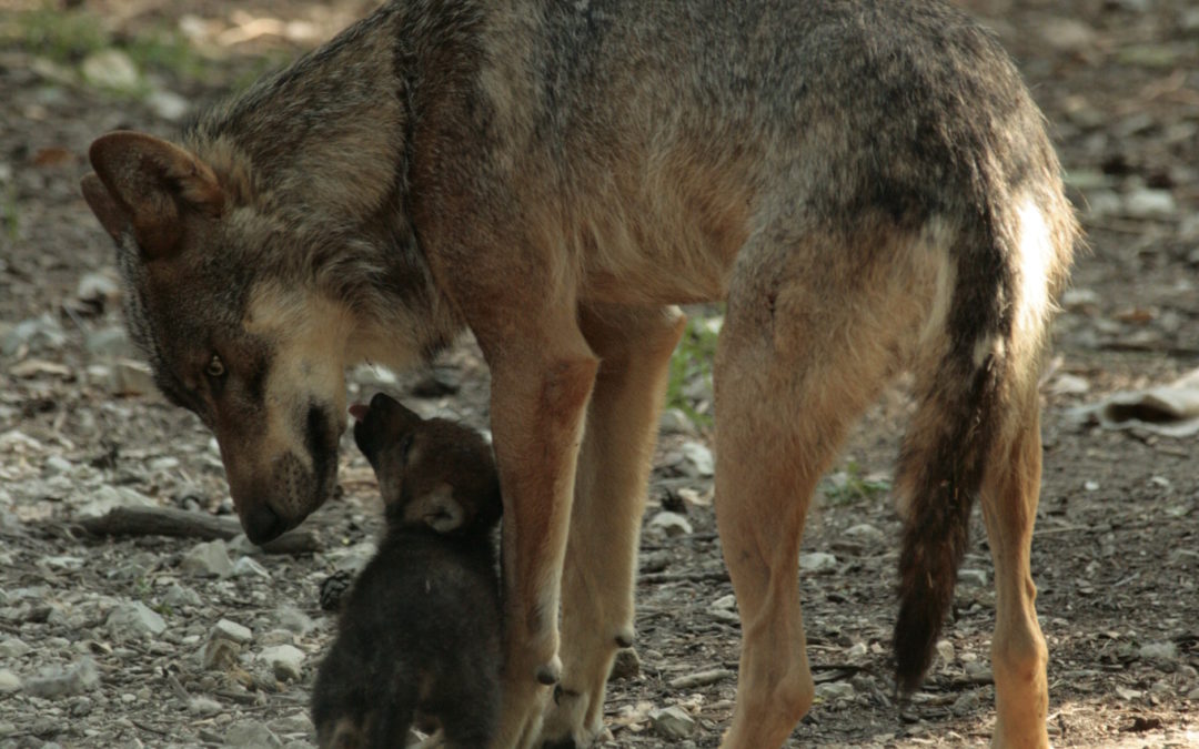 Le secret des loups : la douceur et la communication